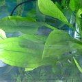 #akwarium #rośliny #roślinki #rybki #otos #otosek