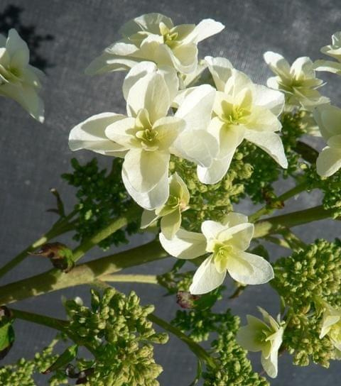 Hydrangea quercifolia `Brido' SNOWFLAKE - kwiaty