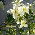Hydrangea quercifolia `Brido' SNOWFLAKE - kwiaty