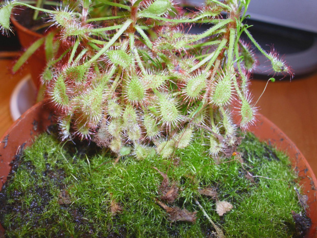 madagascarensis #drosera #owadożery #rośiny