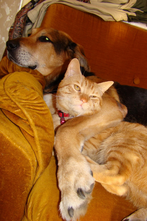 Przyłapany ;) #kot #pies #zwierzęta #love