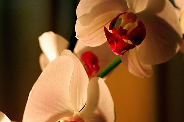 wdzięczny obiekt...storczyk #kwiat #kwiaty #rośliny #storczyki #storczyk