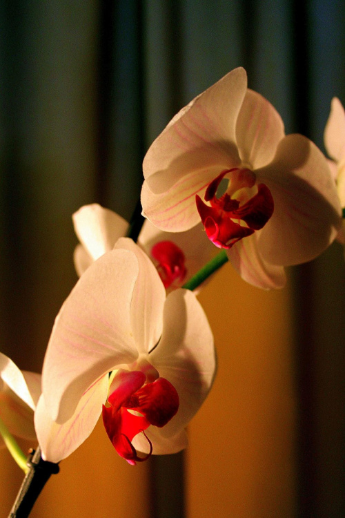 wdzięczny obiekt...storczyk #kwiat #kwiaty #rośliny #storczyki #storczyk