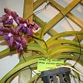 Vanda Pat Delight x Vanda Kultana Oriental Aroma