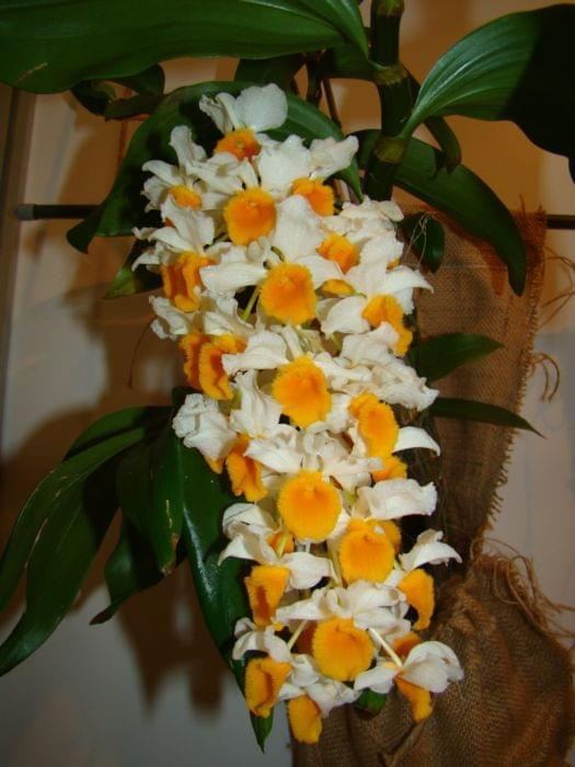 Dendrobium thyrsiflorum