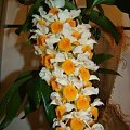 Dendrobium thyrsiflorum