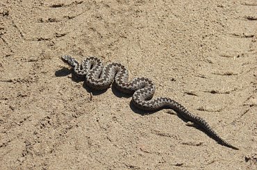 Żmija #BorneSulinowo #jeziora #łódka