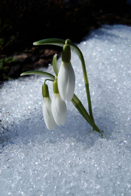 #kwiaty #natura #przebiśniegi #przyroda #śnieg #wiosna #zima #ZimaInaczej #WOkruchachZimy