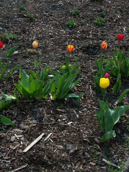 ,,pare'' kwiatkow z mojej kolekcji #kwiaty #tulipany #ficiol007