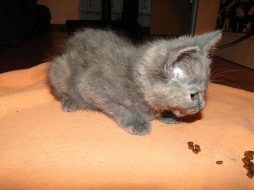 Koty do adopcji