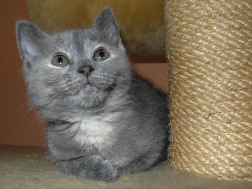 Koty do adopcji