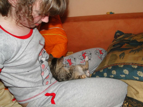 Koty do adopcji