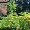 Park w Żelazowej Woli w którym znajdują się rzadkie okazy drzew, krzewów.