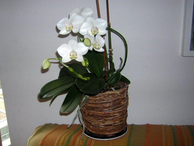 orchidea...