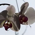 #storczyk #orchidea