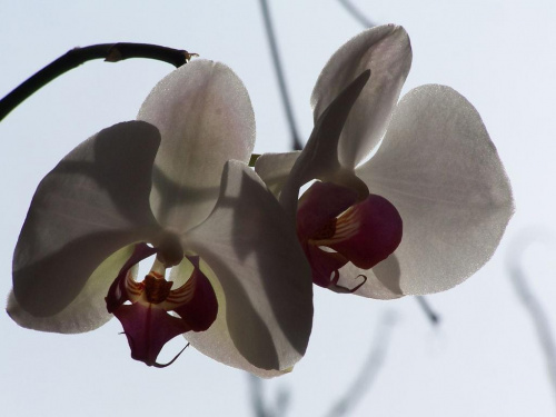 #storczyk #orchidea