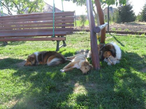 Amber Sun FCI, owczarek szetlandzki,sheltie
NESH Sunny Boy, AUDREY
Amber Sun, LOOK AT MY EYES Asketila #szetlandzki #sheltie