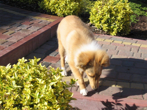 Amber Sun FCI, owczarek szetlandzki,sheltie
NESH Sunny Boy #AmberSunFCI #OwczarekSzetlandzki #sheltie