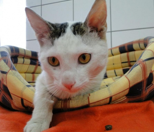 do adopcji
