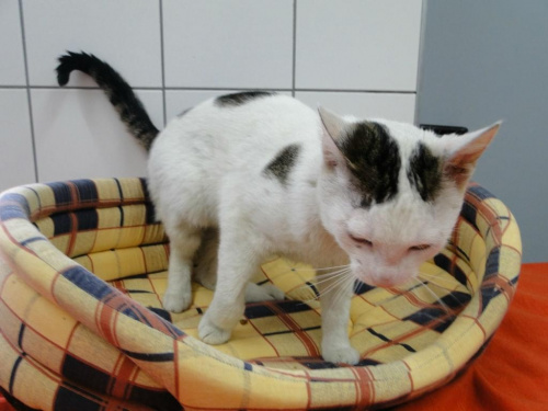 do adopcji