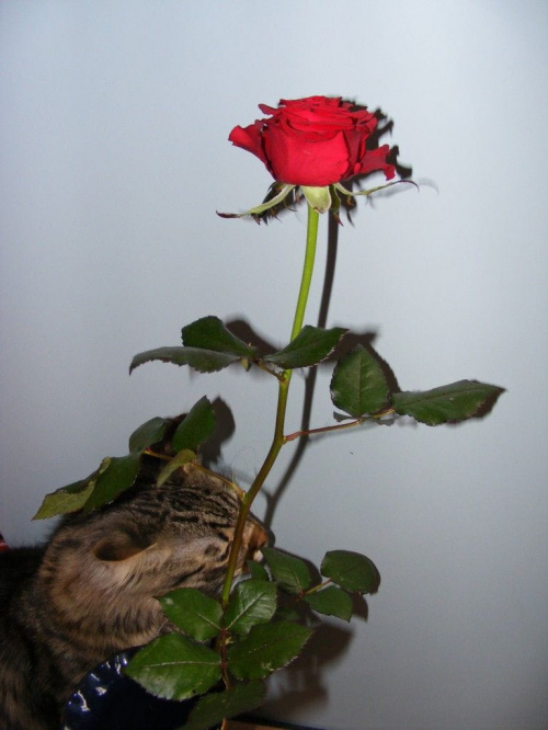 oscar #kot #koty #kwiaty #róże