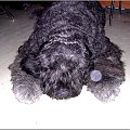 Bouvier des Flandres- Krakers i Fela #BouvierDesFlandres