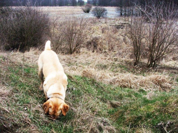 "tu szukaj!" #labrador #psy #spacer #wieś