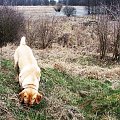 "tu szukaj!" #labrador #psy #spacer #wieś