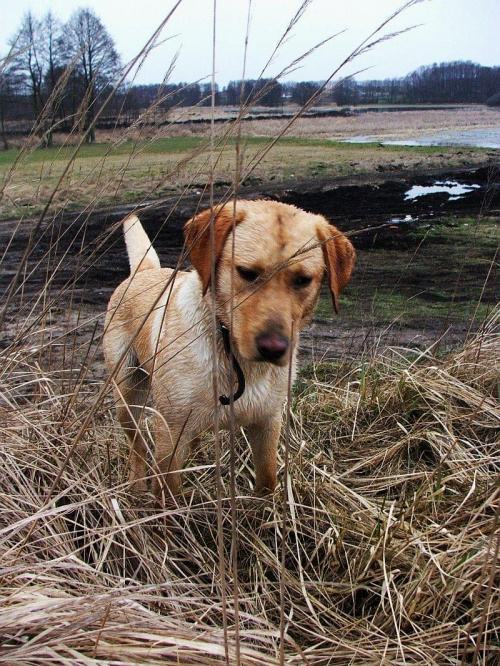 #labrador #psy #spacer #wieś