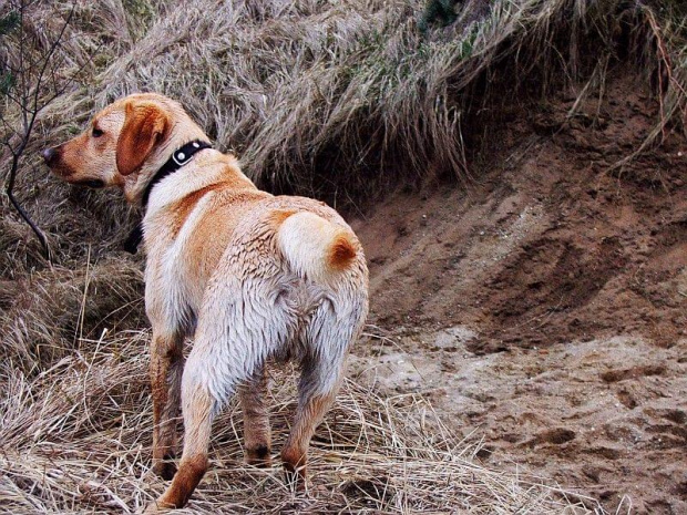 #labrador #psy #spacer #wieś