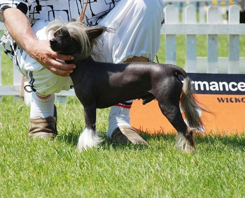 CACIB Leszno 2011