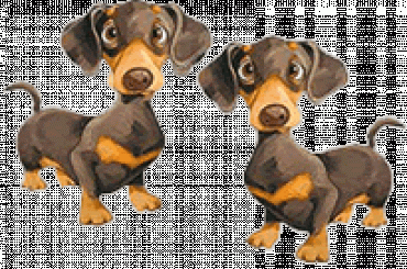 Brokaty Pieski #Pieski