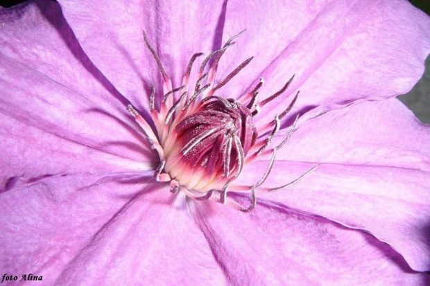 clematis ...