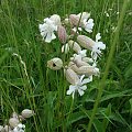 Karkonoskie łąki są pełne kwiatów,ziół i nietypowych dla innych regionów Polski roślin i owadów i przyciągają swym pięknem :))