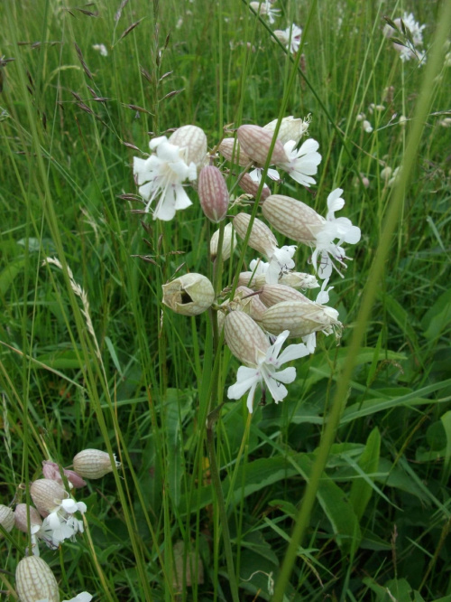 Karkonoskie łąki są pełne kwiatów,ziół i nietypowych dla innych regionów Polski roślin i owadów i przyciągają swym pięknem :))