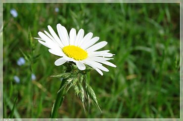 #kwiaty #niezapominajki #ogród #wiosna