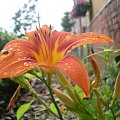 Lilia po deszczu #kwiat