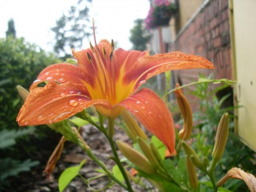 Lilia po deszczu #kwiat