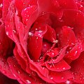 Czerwcowy deszczyk #kwiaty #róże