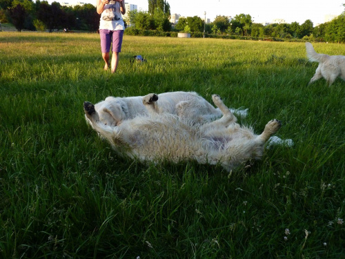 Brutus i Duffel, Park Bródnowski, 2011