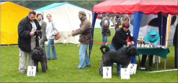 Bouvier des Flandres -Krakers #BouvierDesFlandres #Krakers