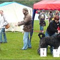 Bouvier des Flandres -Krakers #BouvierDesFlandres #Krakers