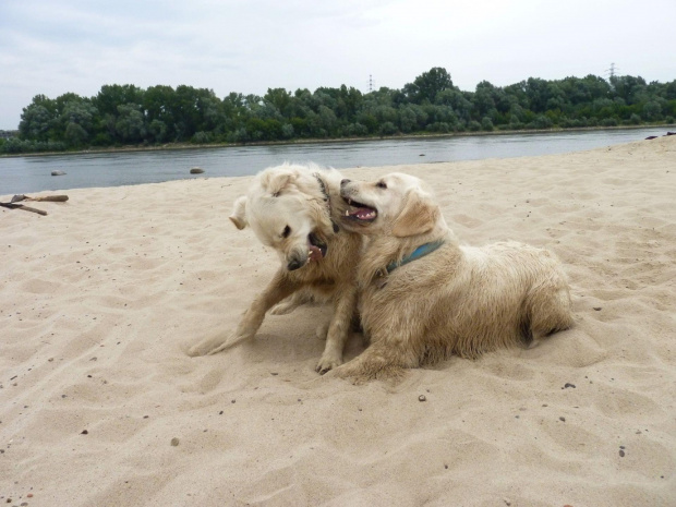 Brutus i Duffel, Wisła, czerwiec 2011