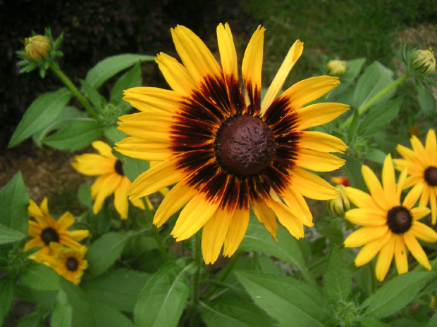 Rudbekia