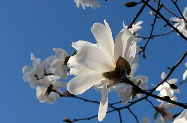 Anielsko pachnące gwiazdy,czyli magnolia gwiazdzista-biala #magnolia