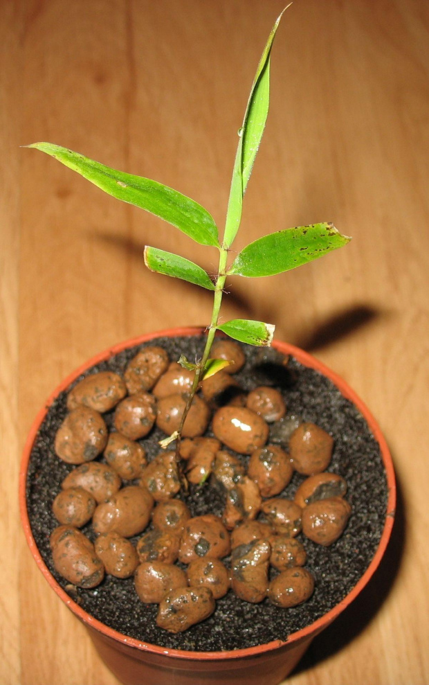 Phyllostachys pubescens