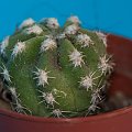 Echinopsis subdenudata ???