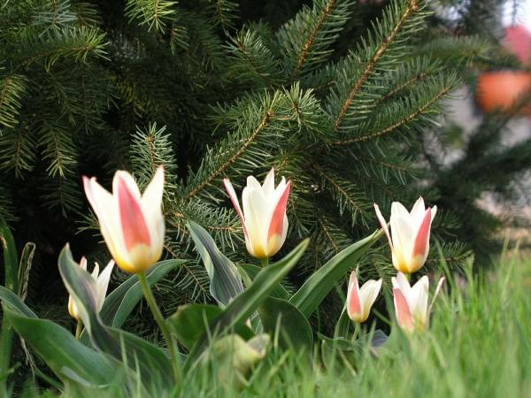 Tulipa hybr. (mieszańce Kaufmanna) 'Johann Strauss'