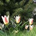 Tulipa hybr. (mieszańce Kaufmanna) 'Johann Strauss'