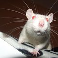 Nessie #szczury #szczur #rat #rats